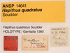 CollectionObject 1523570; 6c55183b-6e98-4d31-91ea-3ac965817f6c: labels (syntype of Hapithus quadratus). (CollectionObject).