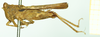 CollectionObject 1532573; 0881e2ee-71ea-4bd7-be48-ba9a1462a294: female, lateral view (holotype). (CollectionObject).