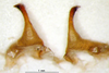 CollectionObject 1521378; 81f81e06-dd89-4e88-9321-14fe85fe7fda: male titillators (holotype). (CollectionObject).