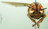 CollectionObject 1501664; a39a6b59-04c9-44c6-8c6d-b81e0e461424, DORSA BA000062S01: female, frontal view (holotype). (CollectionObject).