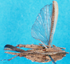CollectionObject 1500870; d78773cb-a8eb-4289-bc24-5137aa6deab8: female, dorsal view (holotype). (CollectionObject).