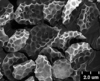 Brochosomes on Cuerna sayi Nielson, 1965: CR453 | U.S.A., Montana, Madison Co., Twin Bridges, moist meadow, R. Rakitov [#04-50], 19-V-2004 | INHS. (Observation).