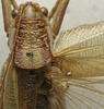 CollectionObject 1535130; 9ee3ed8b-2a5a-487e-8c6d-944c529e648b: female pronotum, dorsal view (holotype). (CollectionObject).