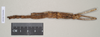 CollectionObject 1563695; 609f330d-bee3-4b29-b057-9f18317d43e0: copyright Natural History Museum, London. female juv. (paratype). (CollectionObject).;CollectionObject 1563696; b7e131b1-06c5-4ea4-bf05-d82fe43432f9: copyright Natural History Museum, London. female juv. (paratype). (CollectionObject).