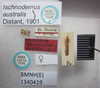 Macropes australis (Distant, 1901): Ischnodemus australis. Paralectotype. (BMNH) - (CC BY-NC 4.0) Photo by Stuart Cole, reproduced with permission from the Natural History Museum, London, UK. (Otu).