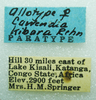 CollectionObject 1568954; 26451cf8-5dc6-4c19-93f3-f4e85adbbade: female, labels (allotype of Cawendia kibara). (CollectionObject).