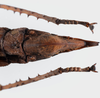 CollectionObject 1581484; 601aaab1-9f4d-494f-82cb-9f429d3f9c9c: copyright Frank Hennemann. female: end of abdomen, ventral view (paratype). (CollectionObject).;CollectionObject 1581485; 3938798b-529d-44e9-82ff-15e0daf0f616: copyright Frank Hennemann. female: end of abdomen, ventral view (paratype). (CollectionObject).;CollectionObject 1581486; 1af7e260-95ab-4227-a8ca-0b12eff77cd5: copyright Frank Hennemann. female: end of abdomen, ventral view (paratype). (CollectionObject).