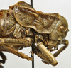 CollectionObject 1534969; a015015c-4df0-4adb-b9ed-50020f00244b: male pronotum, lateral view (lectotype). (CollectionObject).