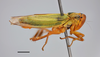 Habitus, lateral view on Cicadella lasiocarpae Ossiannilsson, 1981: (Observation).