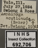 Other on Athysanella (Amphipyga) acuticauda Baker, 1898: Labels. (Observation).