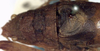CollectionObject 1531722; NMW 22475, 3368a6a3-0c77-4970-be5b-434142aa3d05: male, dorsal view (syntype). (CollectionObject).
