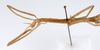 CollectionObject 1557141; a3146425-b588-4c70-b7bb-212b3f14ddd0: copyright ZMUH, Hamburg. female juv.: head & thorax, lateral view (syntype). (CollectionObject).