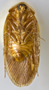 CollectionObject 1567089; ce0a20b9-f926-4901-959e-b5d0444e0b9f: Photo by Heidi Hopkins. Holotype, adult male, ventral habitus. (CollectionObject).