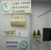 CollectionObject 1593472; daddc508-9d9b-4048-aa6c-102100bdb866: Lygaeosoma orientale. Syntype. (BMNH) - (CC BY-NC 4.0) Photo by Stuart Cole, reproduced with permission from the Natural History Museum, London, UK. (CollectionObject).