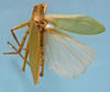 CollectionObject 1542979; b2cd88c6-3425-44f4-a5ec-5d8c3a0a6e9f: male, dorsal view (holotype). (CollectionObject).