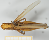 CollectionObject 1519442; 93b5a219-39c2-4960-a891-9297cd9bdf1f, NHMUK10924574: female, dorsal view (holotype). (CollectionObject).