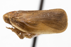 Habitus, lateral view: !! display not done !! on Ormenana linki (Heidemann & Osborn, 1917): (Observation).