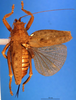 CollectionObject 1500340; 1bddc9bd-baaf-48f9-b714-5ad9d0eaca3e: female, dorsal view (lectotype). (CollectionObject).