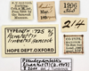 CollectionObject 1577269; OUM 725 2/3, 33d0e488-0ab3-47b2-b25b-356ecbaa5c39: labels (paralectotype). (CollectionObject).