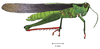Schistocerca nitens nitens (Thunberg, 1815): male, lateral view. (Otu).