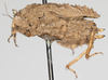 CollectionObject 1577245; df8a4754-5c5a-4146-b5f9-aa9530f371b7: female, lateral view, no type. (CollectionObject).