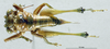CollectionObject 1506737; 8b2e0279-703c-472b-b8ea-ec8c3845f93c: male, dorsal view (holotype). (CollectionObject).