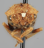 Head on Creonus lloydi (Funkhouser, 1914): (Observation).