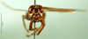 CollectionObject 1598193; e7dac743-d8e6-4334-8c84-58cef7d22646, DORSA BA000079S01: male, frontal view (holotype). (CollectionObject).