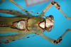 CollectionObject 1503502; 7376d0d2-dd27-4f47-b156-d7fcfc888bc8: male head and pronotum, dorsal view (holotype). (CollectionObject).
