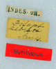 CollectionObject 1506409; 2c6327dd-dfa1-4f0d-8e52-4cdae62a934a: labels (syntype). (CollectionObject).