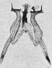 Other on Erythridula clavata (DeLong, 1916): Aedeagus, connective, and styli. (Observation).