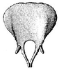 Parahabetia pictifrons pictifrons (Karny, 1911): male subgenital plate. (Otu).