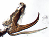 Aedeagus, lateral view on Banus Distant, 1908: Banus maculosus, aedeagus, laterally (BMNH). (Observation).