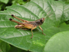 FieldOccurrence 480; 875ac3dd-bf9a-43f7-8102-f6e2f9e26a92; Tanzania
Darakuta Ranch near Babati, 2017/05/06: male, lateral view. (FieldOccurrence).