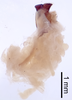 CollectionObject 1522765; dcb6ed4f-2c59-46d1-a472-dc9394a883e7: Male, lateral view (holotype). (CollectionObject).
