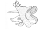 Ixalotettix compactus Amédégnato & Descamps, 1979: Fig. 48. phallic complex, lateral view. (Otu).