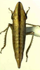 Habitus, dorsal view on Drakensbergena fuscovittata Linnavuori, 1961: Habitus (female). (Observation).