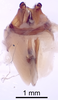CollectionObject 1522860; f433d356-ecf2-47c0-bea5-0283d0563ff6: Male genitalia, dorsal view (holotype). (CollectionObject).