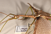CollectionObject 1558907; befd21c5-dcfc-4676-97a0-634fd379bff4: copyright OUMNH. male: head & thorax, dorsal view of synonym Haplopus cythereus (lectotype). (CollectionObject).