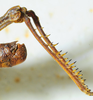 CollectionObject 1498818; 2da30b4f-c860-4267-8220-dc97688621d0: 2012. male, abdomen tip, lateral view. (CollectionObject).