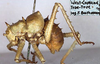 CollectionObject 1500337; cb8fc823-383d-4eb7-9482-b3576da6c4f6: male, lateral view (holotype). (CollectionObject).