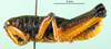 CollectionObject 1502095; 890b7d0e-61bd-4323-9c72-2cca2076100f: male, lateral view. (CollectionObject).