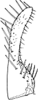 Subgenital plate: !! display not done !! on Smyga distincta Dworakowska, 1995: genital plate. (Observation).