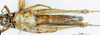 CollectionObject 1580241; b14ade31-359f-4638-93dd-b10ad014df79: female, ventral view (paralectotype). (CollectionObject).