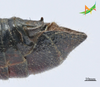 CollectionObject 2243564; 400565b4-3de2-4220-95b8-7bc8647846e2, Unioeste Cascavel K-0596: Male, terminalia in lateral view. (CollectionObject).