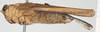 CollectionObject 1517894; 9091b2ba-5795-4d7c-afc4-20ed38528df1, NHMUK10924427: female, lateral view (holotype). (CollectionObject).
