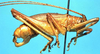CollectionObject 1499289; 93abc070-d61f-42df-9fd9-04b1a8629668: male, lateral view (holotype). (CollectionObject).