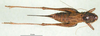 CollectionObject 1502545; eabd1ab9-1d55-4e7c-a9c9-3218ead4dcae: male, dorsal view (syntype). (CollectionObject).