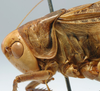 CollectionObject 1475703; 910432a5-8eb0-48a0-bdbc-a0be86a441af: male pronotum, lateral view (cotype of Platycleis iphigeniae). (CollectionObject).