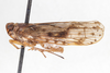 Habitus, lateral view: (Observation).